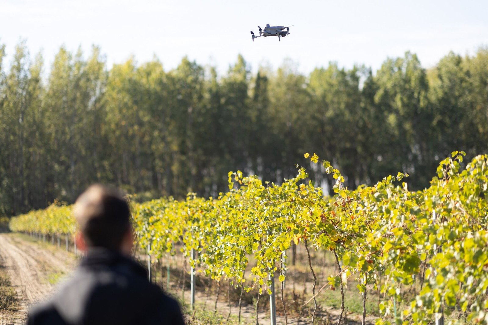 Phytoplasma Vine Grape Disease Threat